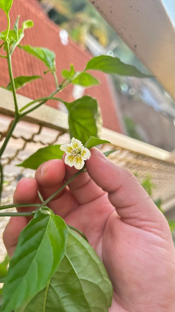 Florescendo